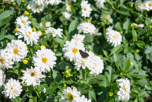 Butterfly resting on white daisies in a vibrant garden during late spring sunshine