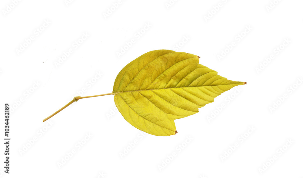 Fototapeta premium Autumn leaf of the ash-leaved maple or boxelder maple (Acer negundo), isolated on white background.