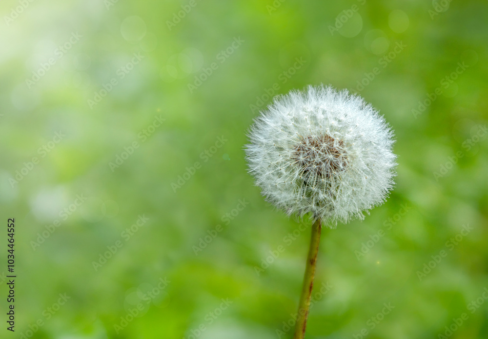 A white dandelion against a green blurred background. A white dandelion against a green blurred background.