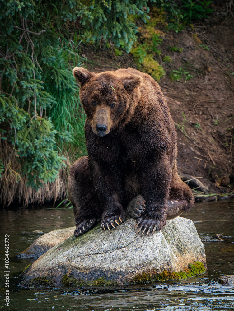 Brown Bear Fishing for Salmon in Katmai National Park, Alaska Brown Bear Fishing for Salmon in Katmai National Park, Alaska