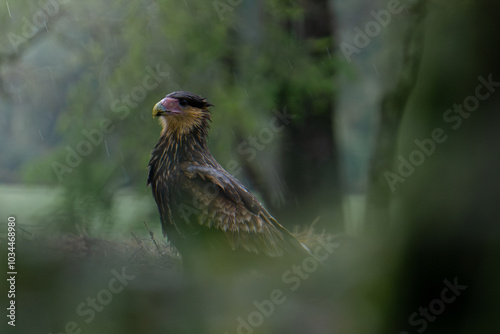 фотографія Carancho
Caracara Plancus
Ave Carroñera de la familia Falconidae