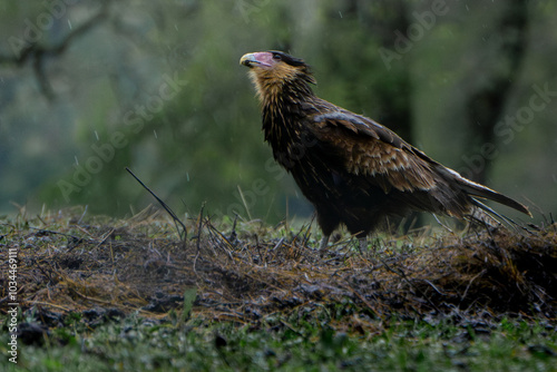 Carancho
Caracara Plancus
Ave Carroñera de la familia Falconidae