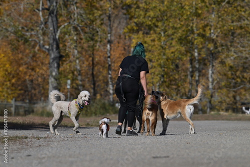 dogs playing in the park, dog trainer