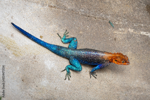 Fotografie Photo of a beautiful, colorful male agama lizard in Tarangire national park in T