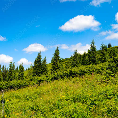 Beautiful pine trees on background high mountains.