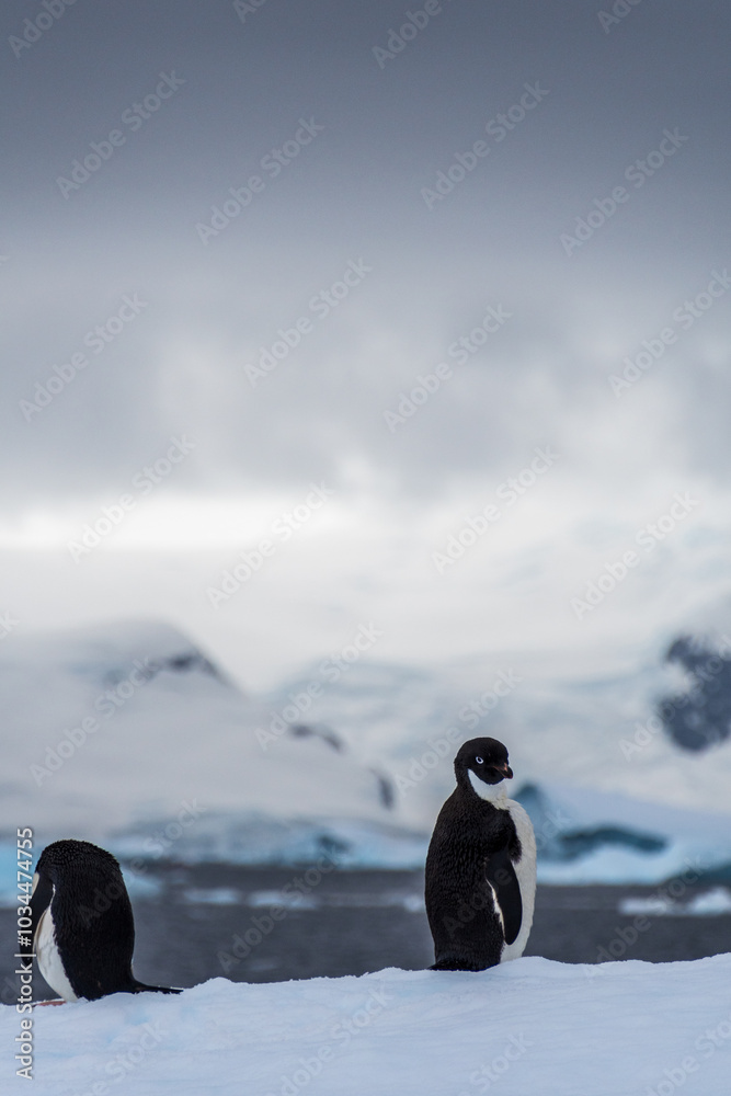 Φωτογραφία Close-up of two Adelie Penguins - Pygoscelis adeliae- standing on an iceberg, ne