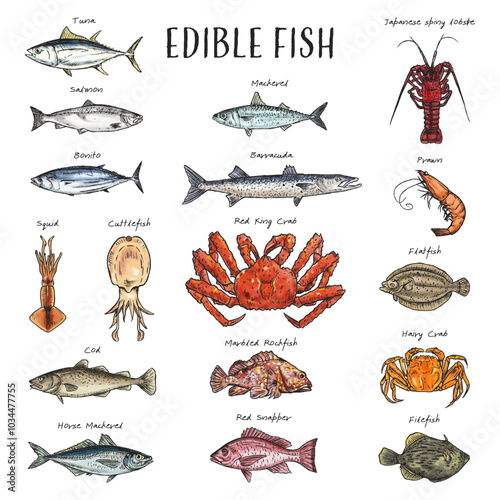Detailed, hand-drawn illustration of various edible seafood