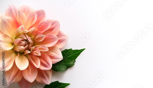 Dahlia with leaves pattern on side position provides copy space for text. background concept isolated white