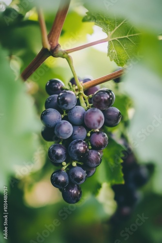 Wallpaper Mural a bunch of grapes hanging from a vine Torontodigital.ca