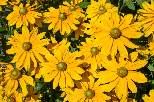 Vibrant yellow flowers blooming in a lush garden during the summer season, showcasing their natural beauty and bright colors