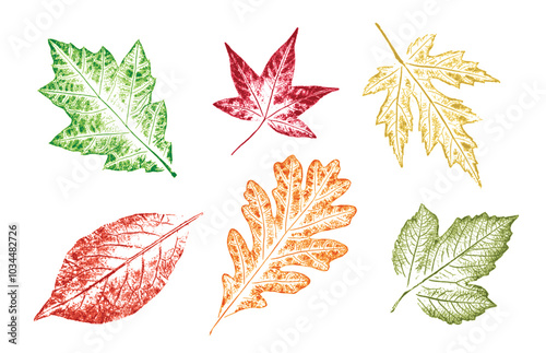 Set of colorful oak maple sycamore birch leaves as variations in color shape and size. Fall leaves on white background.