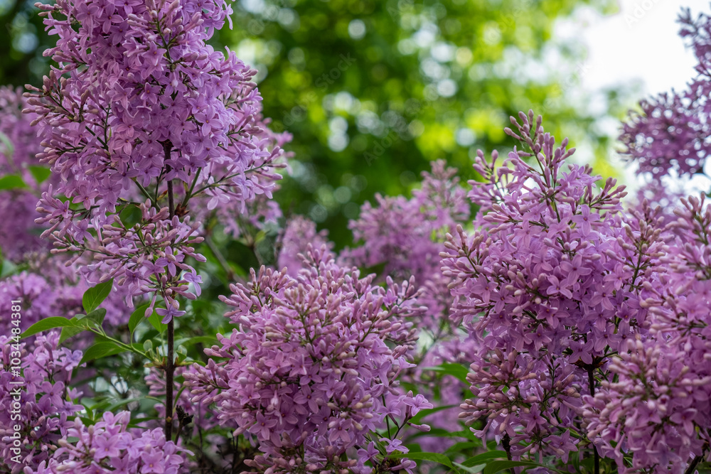 Purple lilac blossoms in full bloom during a sunny spring afternoon in a lush garden Purple lilac blossoms in full bloom during a sunny spring afternoon in a lush garden