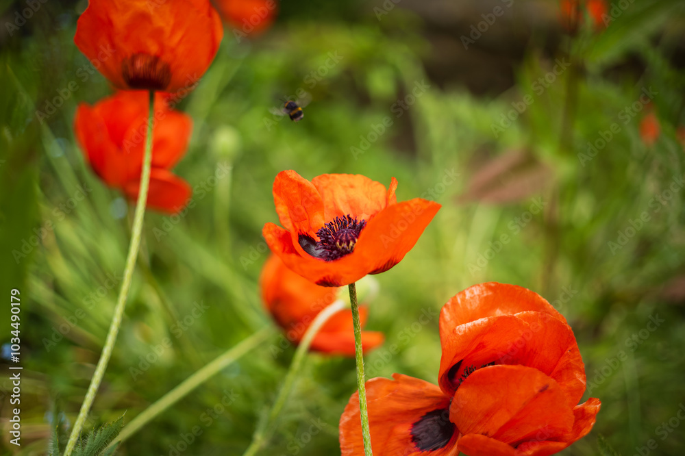 Fototapeta premium Shallow focus on one of a few large poppies. A soft focused bumble bee is flying away from the centre of the flower.