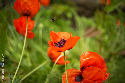 Shallow focus on one of a few large poppies. A soft focused bumble bee is flying away from the centre of the flower. photo