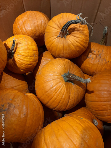 Large orange pumpkins