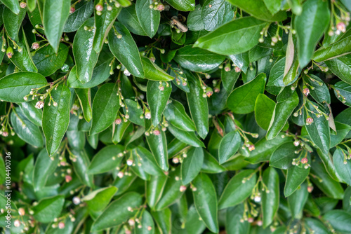 Dense green foliage with small flower buds in a lush garden setting during springtime