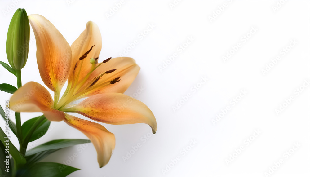 Fototapeta premium Lily with leaves pattern on side position provides copy space for text. background concept isolated white