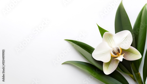 Orchid with leaves pattern on side position provides copy space for text. background concept isolated white
