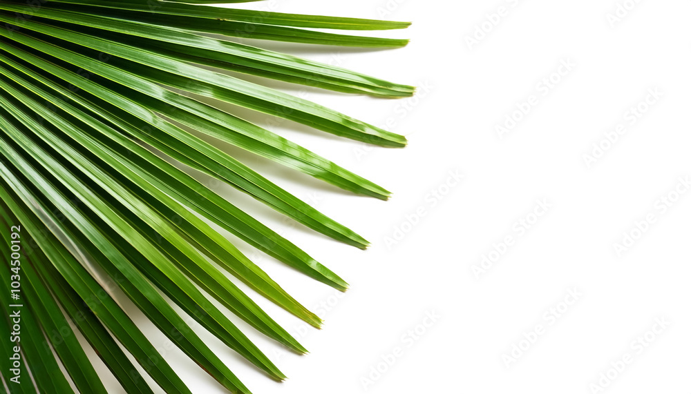 Fototapeta premium Palm Leaves pattern on side position provides copy space for text. background concept isolated white