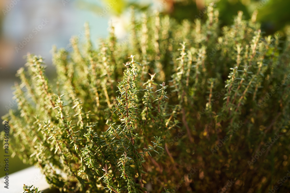 Fresh thyme herb growing outdoors on a balcony Fresh thyme herb growing outdoors on a balcony
