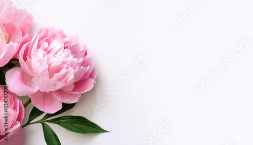 Pink Peony Flower with leaves pattern on side position provides copy space for text. background concept isolated white