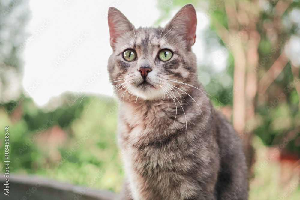 Tabby cat sitting on a concrete round fence in a garden. Warm sunny day. Selective focus. Pet enjoy fresh air and outdoor activity. Rural country side animal. Warm and calm mood. Tabby cat sitting on a concrete round fence in a garden. Warm sunny day. Selective focus. Pet enjoy fresh air and outdoor activity. Rural country side animal. Warm and calm mood.