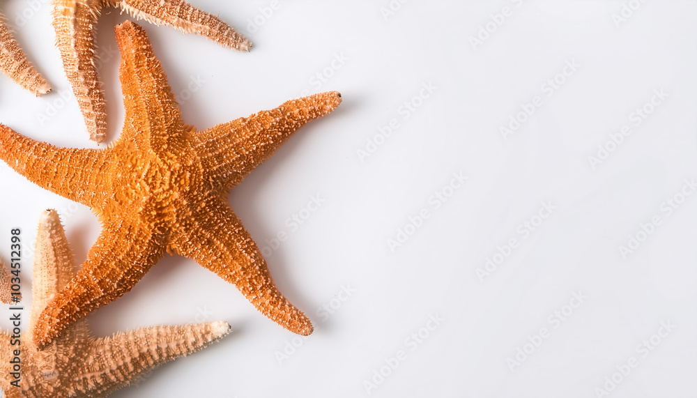 Sea star pattern on side position provides copy space for text. background concept isolated white Sea star pattern on side position provides copy space for text. background concept isolated white