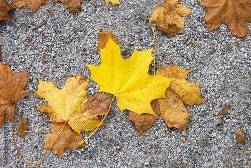 One yellow maple leaf and other withered dry brown maple leaves lies on small stones grey road surface. Textured autumn background with copy space. Fall mood concept.