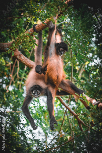 monos colgando monkeys