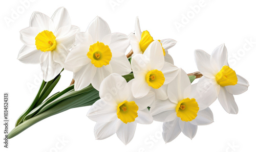 PNG Narcissus narcissus daffodil blossom.