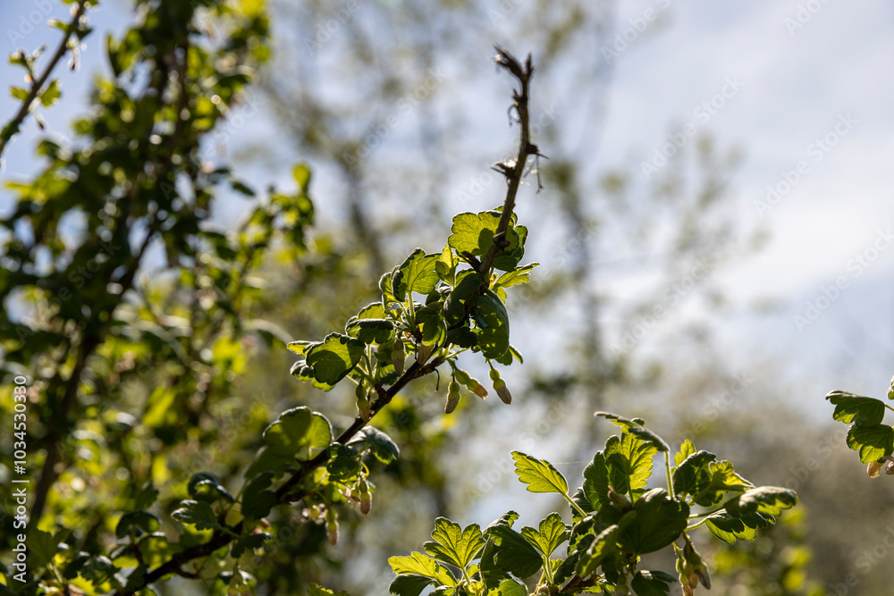 growing edible gooseberry berries in rural areas
