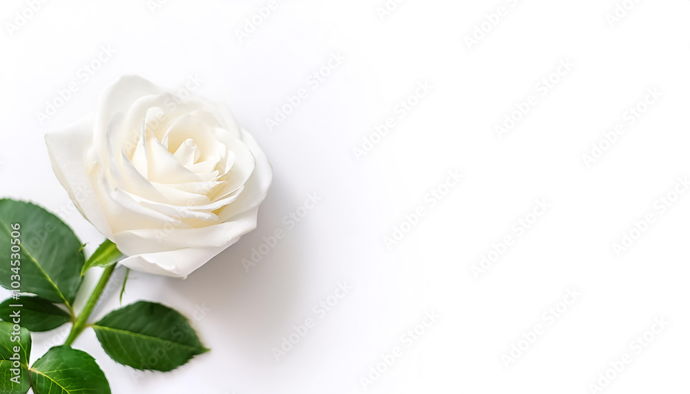 Fototapeta premium white rose with leaves pattern on side position provides copy space for text. background concept isolated white