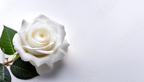 white rose with leaves pattern on side position provides copy space for text. background concept isolated white