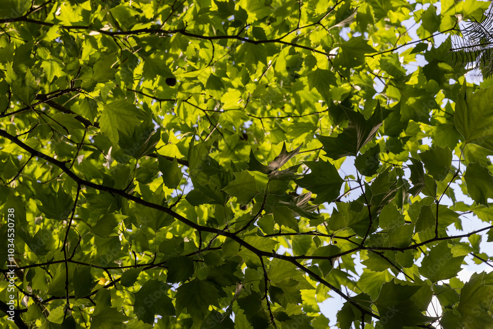changing the color of the foliage of trees in the middle of summer changing the color of the foliage of trees in the middle of summer