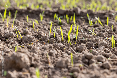 green sprouts of frost-resistant wheat, close-up