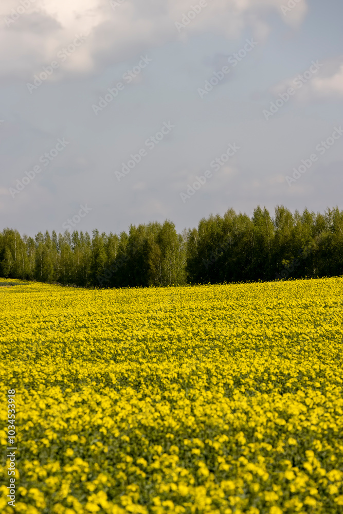 Obraz premium a monocultural field with rapeseed that begins to bloom