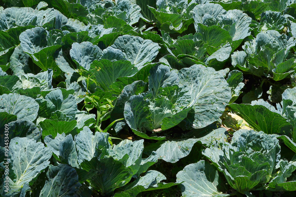 Lush green cabbage leaves dominate the scene. Lush green cabbage leaves dominate the scene.