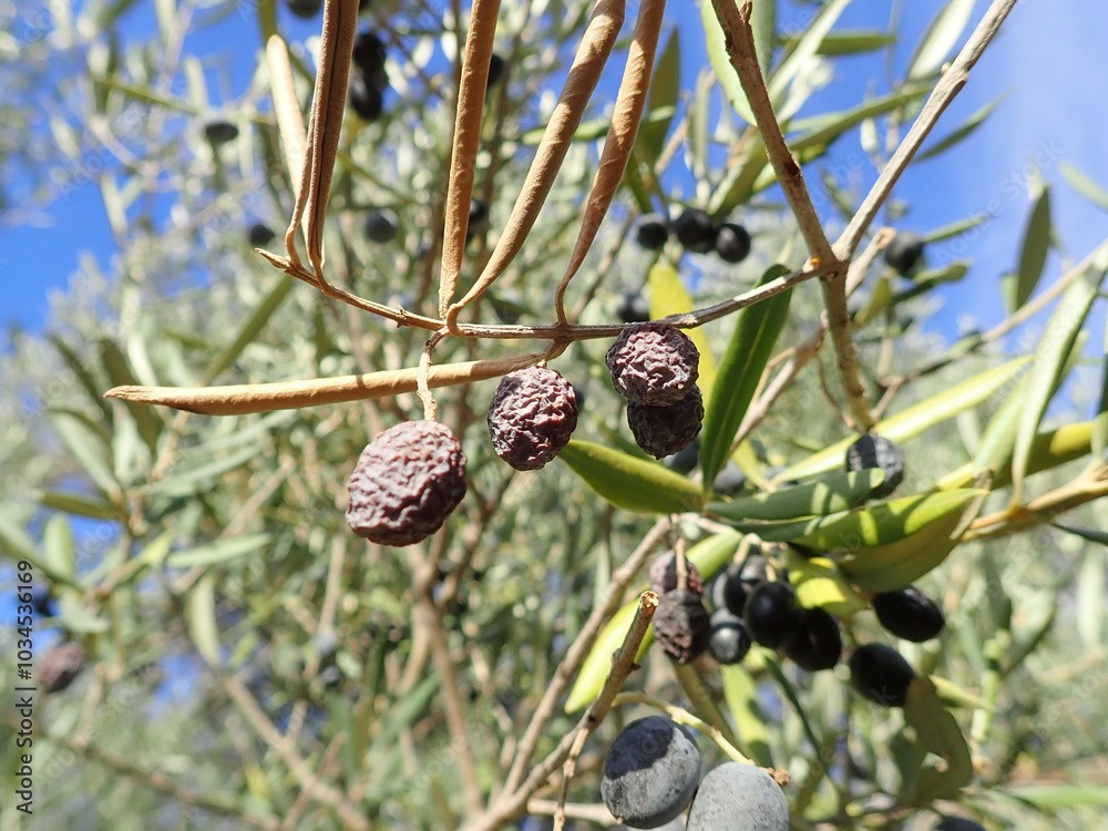 Olive tree branches with beautiful natural light and blue sky in background. Olive leaves blooming. Space for text, oil extraction process, olive tree leafs, Harvesting olives in Jijel Algeria Africa. Olive tree branches with beautiful natural light and blue sky in background. Olive leaves blooming. Space for text, oil extraction process, olive tree leafs, Harvesting olives in Jijel Algeria Africa.