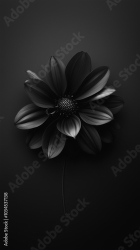 Black flowers on black background