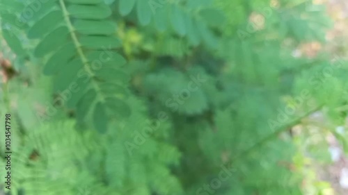 Green lush nature background. Beautiful green leaves blowing in the wind. Green leaf texture. Summer spring bright natural plant background. Vibrant colors foliage closeup.