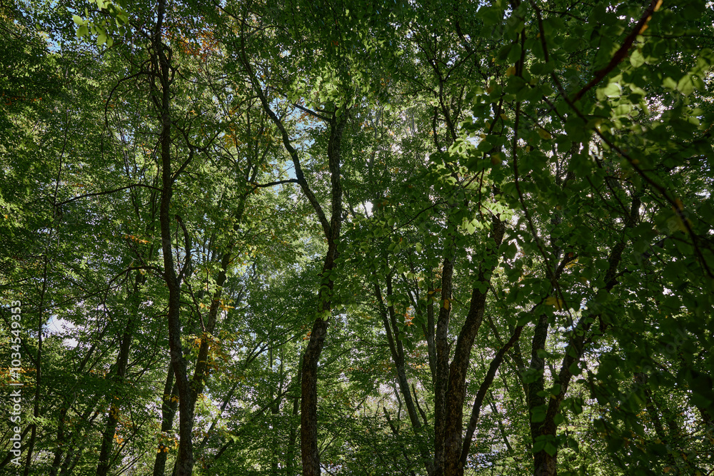 Beautiful natural landscape with a peaceful group of trees surrounding by a clear blue sky in a wooded area Beautiful natural landscape with a peaceful group of trees surrounding by a clear blue sky in a wooded area