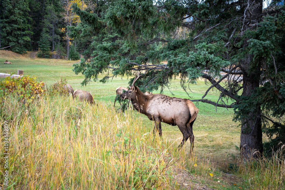Fototapeta premium deer in the woods