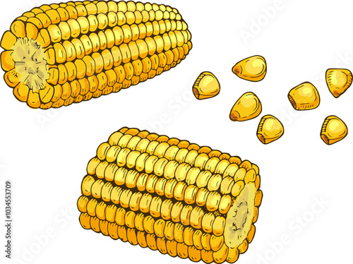 Corn cob pieces. Cooking ingredient. Raw food