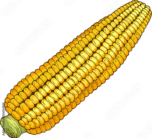 Corn drawing. Raw natural cob. Healthy grain