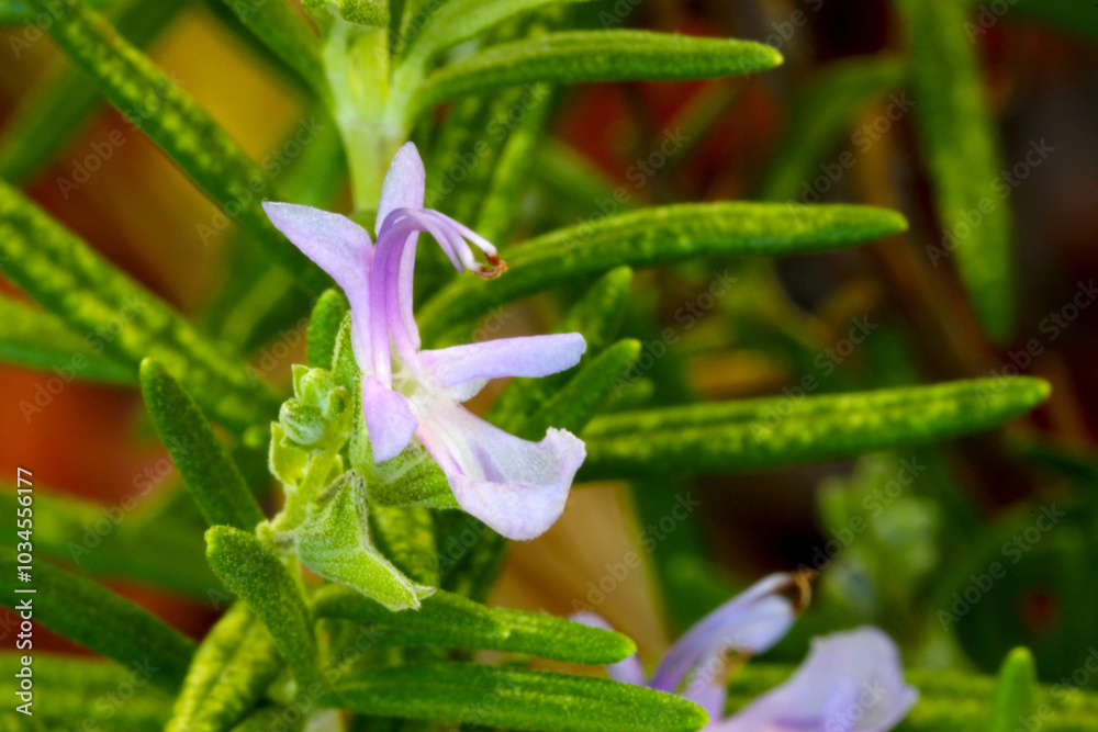 Obraz premium Rosemary Purple Flower 04