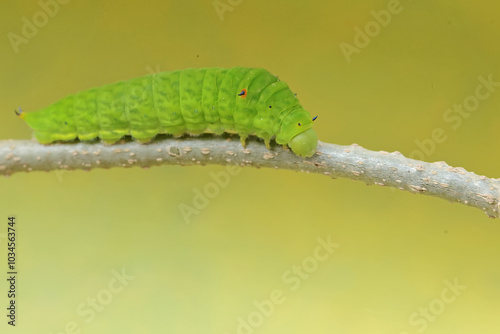 A green caterpillar is crawling on the stem of a vine. This insect likes to eat fruit, flowers and young leaves.