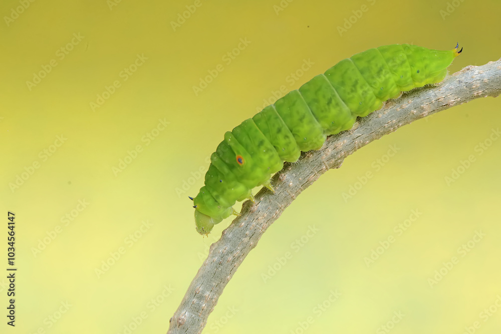 A green caterpillar is crawling on the stem of a vine. This insect likes to eat fruit, flowers and young leaves. A green caterpillar is crawling on the stem of a vine. This insect likes to eat fruit, flowers and young leaves.