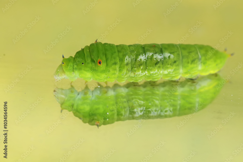 Obraz premium The beautiful reflection of a green caterpillar in the glass. This insect likes to eat fruit, flowers and young leaves.