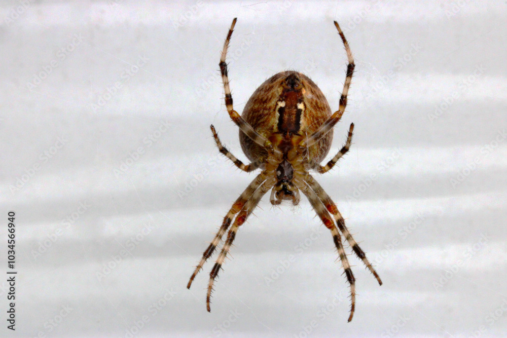 Brown Spider 03 Brown Spider 03