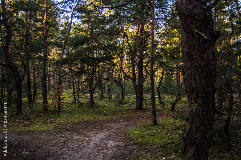 path in the woods